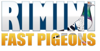 Fast Pigeons Rimini