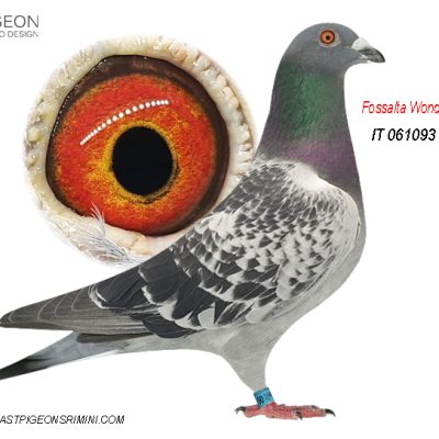 IT 061093-21 M Brother to 1st prize winners & Olimpic Pigeons Brussel & Poznans