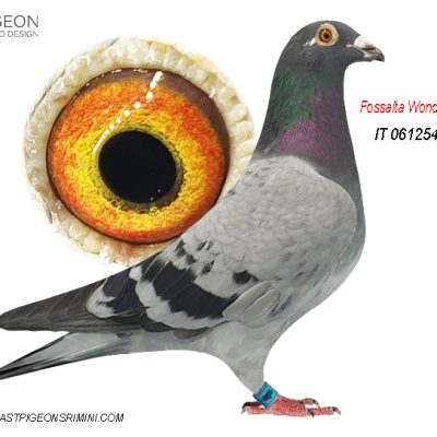 IT 61254-21 F Concentrate of our best pigeons