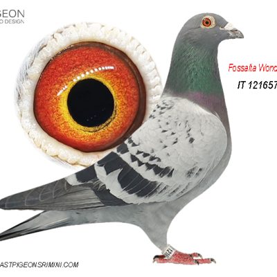 IT 121657-20 M Super Mix Fossalta Wonder Pigeons Velocita Racers