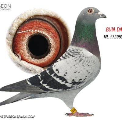 NL 1729537-19 F Dr. De Weerd Pigeons